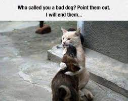 Funny Animal Pictures Cat Memes Just Like Cat Funniest Animals Cat Fun Cat Funny Cat Cats Cat Cute Ca Funny Animals Funny Animal Pictures Cute Animals