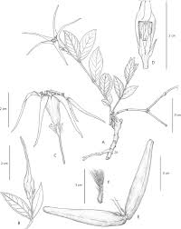 Image result for Strophanthus welwitschii