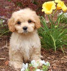 Pets 4 You Cavachons By Jill Cavachon Website We Breed For Cavachon Puppies Cavachon Cavachon Dog