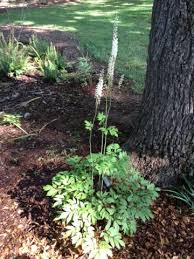 Image result for Stemodiopsis buchananii