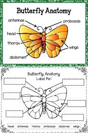 Butterfly Life Cycle Worksheet 2 Butterfly Life Cycle In 2020 Life Cycles Life Science Lessons Butterfly Life Cycle