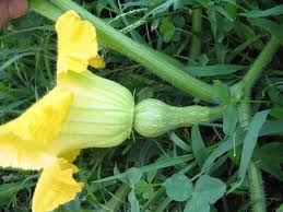 We did not find results for: Hand Pollination Of Squash And Pumpkins