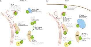 We did not find results for: The Peroxisome An Update On Mysteries 2 0 Springerlink