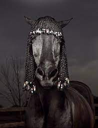 zeig mir irgendwas online sonstiges forum supertopic pferde frisuren pferdemahne ausgestopftes tier