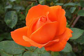 A flower's color is one of many factors that makes nature so beautiful, and today we'd like to pose the following question: Orange Roses Meaning Pictures Flower Glossary