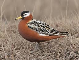 Image result for Phacelurus schliebenii