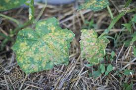 Yellow Spots On Cucumber Leaves Diagnosis Prevention Tips