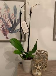 No more orchid buds falling off for your. All Flowers Fell Off My Orchid In A Matter Of A Week Although The Leaves Look Healthy I Keep The House Warm Even Though It Is Winter And It Is Kept Near