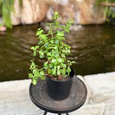 Image result for Grona afra