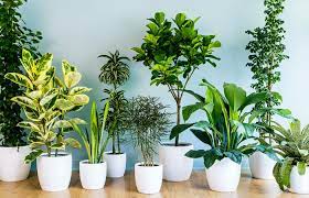 Conheca As Especies De Plantas Que Vivem Bem Dentro De Casa
