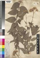 Image result for Stomatanthes