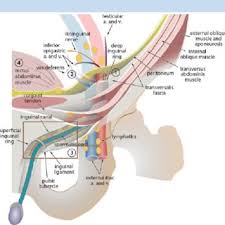Same as males groin protector was designed for man female groin. Diagram Of The Inguinal Canal Ic And Its Contents The Deep Inguinal Download Scientific Diagram