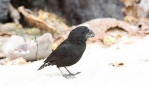 Cactus finches are native to the galapagos islands. Darwin S Finches Galapagos Island Birds Key Facts
