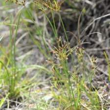 Image result for Fimbristylis scabrida