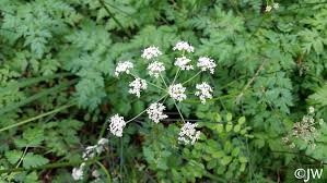 Image result for Afroligusticum runssoricum