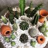 If you want for your cactus to be even more realistic you can make little crepe paper flowers. Https Encrypted Tbn0 Gstatic Com Images Q Tbn And9gcqyt9dx Ajdx3cwj7y7ng2imku6c6jiddzc1jpzcnznnkfibub4 Usqp Cau
