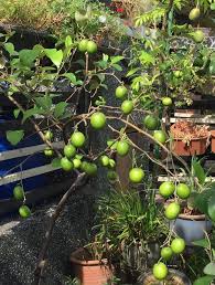 Satu pokok berduri yang daunnya orang buat ubat dan satu. Pokok Buah Bidara Pokok Kahwin Mini Kebun Belakang Rumah Facebook