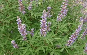 Image result for Vitex amaniensis