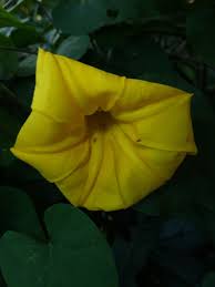 Image result for Ipomoea ochracea