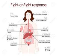 Fight Or Flight Response Is A Physiological Reaction That Occurs In Response To Threat To Life Stress Fight Or Flight Response Fight Or Flight Stress Response