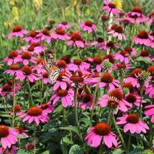 Buying plants online is safe and easy at gardens4you. Buy Perennial Plants Online Ships Direct From Sooner Plant Farm