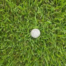 How to seed zoysia grass in existing lawns or new lawns. Empire Zoysia Grass Hanceys Turf