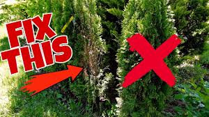 Image result for thuja drying out dead dried symptoms)