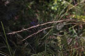 Image result for Aristida pilgeri