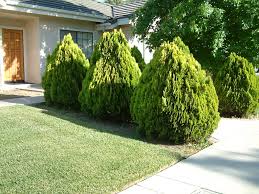 Image result for Platycladus