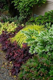 A Spectacular Combination Of Foam Flower Coral Bells All Gold Japanese Forest Grass Perennial Geranium And Var Shade Garden Design Shade Garden Shade Plants