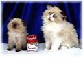 Teacup Kittens for Sale, Persian Kittens Florida, Doll Face
