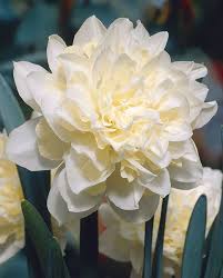 Narcissus Irene Copeland Hayloft Spring Flowers Narcissus Beautiful Flowers