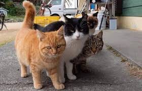 Twitter Sevimli Kediler Kedi