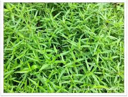 Image result for Eclipta prostrata
