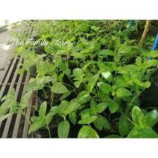 Cincau hitam yang kita dapatkan diduga kuat mengandung boraks. Buy Anak Pokok Keratan Pokok Cincau Hitam Seetracker Malaysia