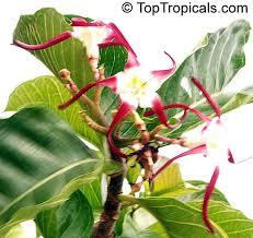 Image result for Strophanthus welwitschii