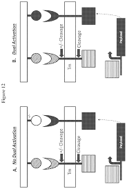 We did not find results for: Pde5 Compositions And Methods For Immunotherapy Suri Vipin Et Al Obsidian Therapeutics Inc
