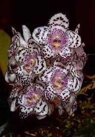 Image result for Bulbophyllum kivuense