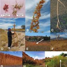 Image result for Hyparrhenia tamba