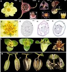 Characteristics features of dicotyledonous plants. Expression Of Gynoecium Patterning Transcription Factors In Aristolochia Fimbriata Aristolochiaceae And Their Contribution To Gynostemium Development Evodevo Full Text