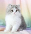 Doll Face Persian Cat Breeders | Persian Kittens Sale