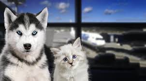 Our team of friendly experts are waiting to help. Pet Transport Ireland Pet Express Transport Services
