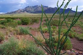 Rockhound state park, located midst florida mountains offers a number of outdoor opportunities such as swimming, hiking,. Landscape Ocotillo Rockhound State Park Deming New Mexico Pentaxforums Com