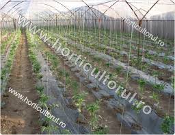 Cultivarea rosiilor in sere si solarii, tomate in solarii, tehnologii de cultivare la rosii, schema pentru plantarea rosiilor in spatii protejate. Cultura Tomatelor In Solarii Primavara Ciclul 1 Scurt Horticultorul Ro