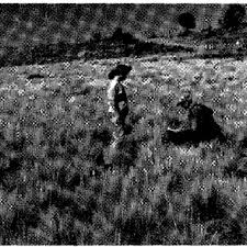 Image result for Asterochaete angustissima