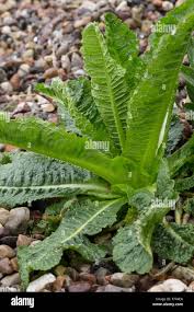 Image result for Dipsacus pinnatifidus
