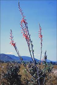 Image result for Aloe canis