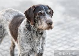 Image result for německý ohař drátosrstý stavba těla