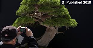 Shop with afterpay on eligible items. Bonsai Are Like Our Children Couple Pleads For Return Of Stolen Trees The New York Times