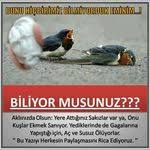 Sokak Hayvanlarina Nasil Yardim Edebiliriz Goruntuler Ile Hayvanlar Kaptan Hayvan Haklari